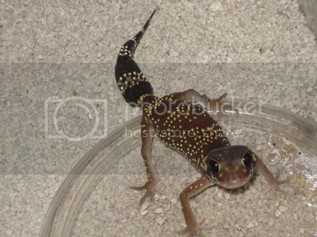 geckoniaenparoedura077.jpg