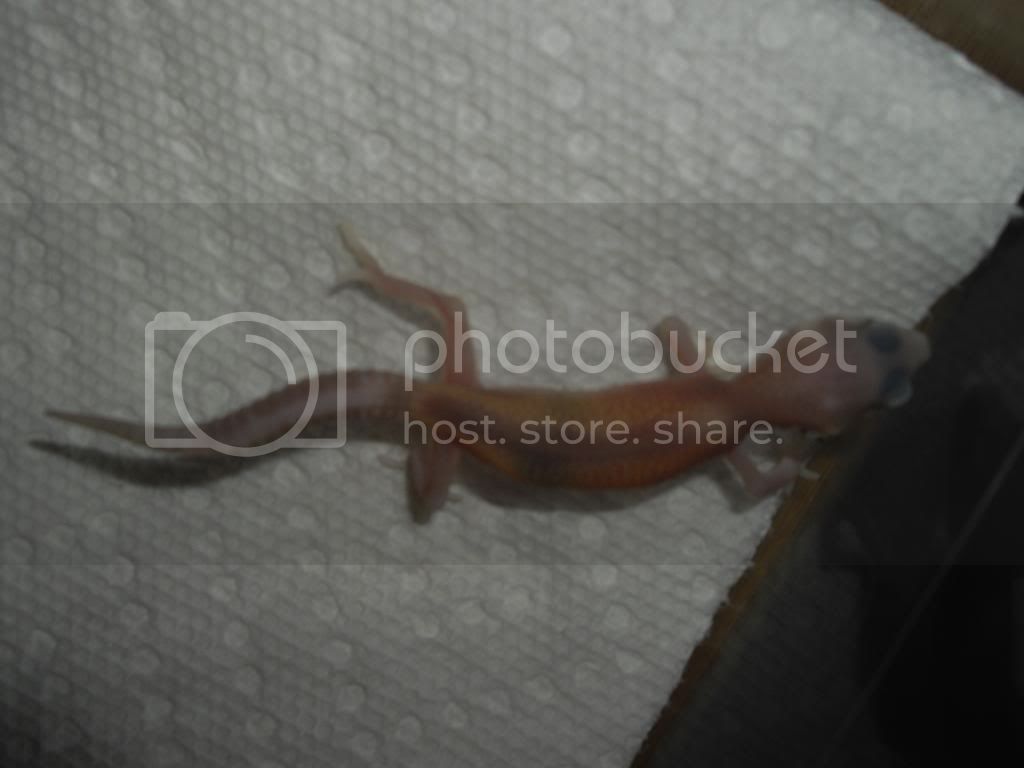 IMGP1183.jpg