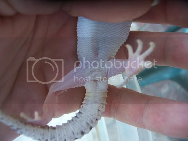 Gecko013.jpg