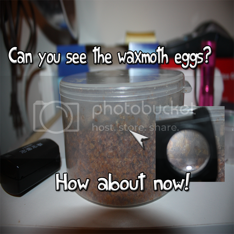 waxwormeggs.png