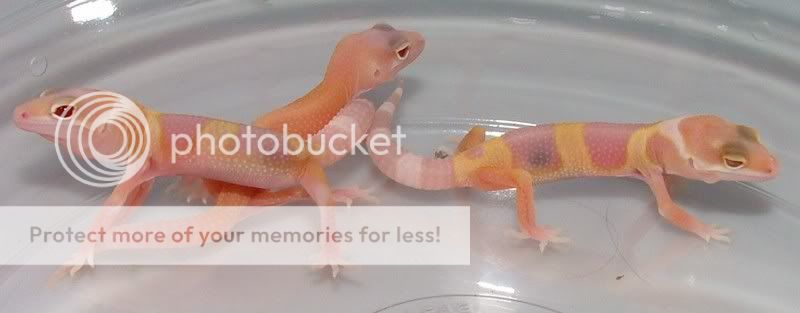 GeckoHatchlings07161.jpg