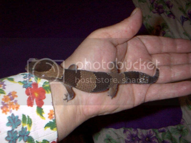 AFT2-28-8onmyhand.jpg