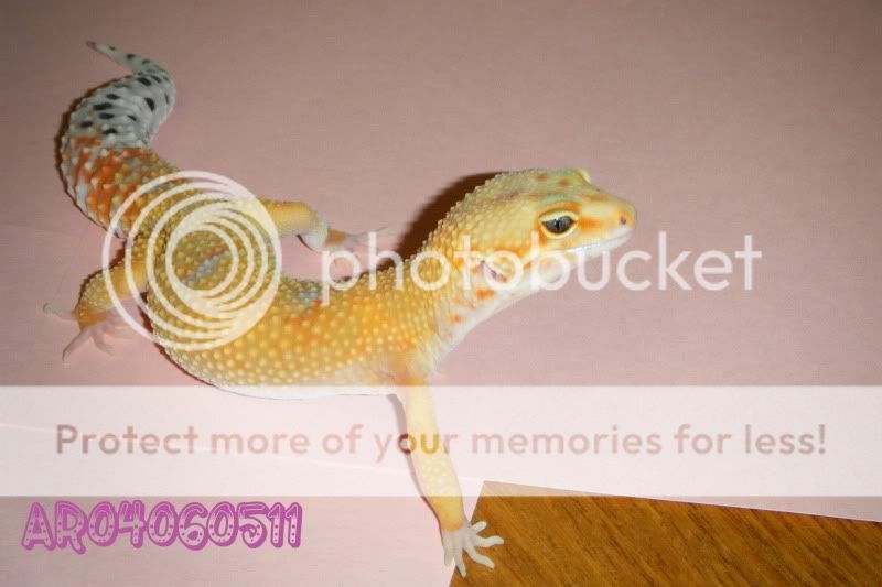 DSCF1484.jpg
