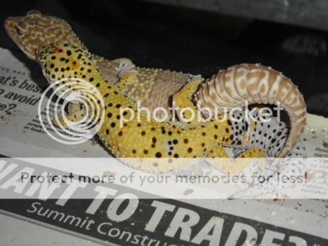 leopards029.jpg