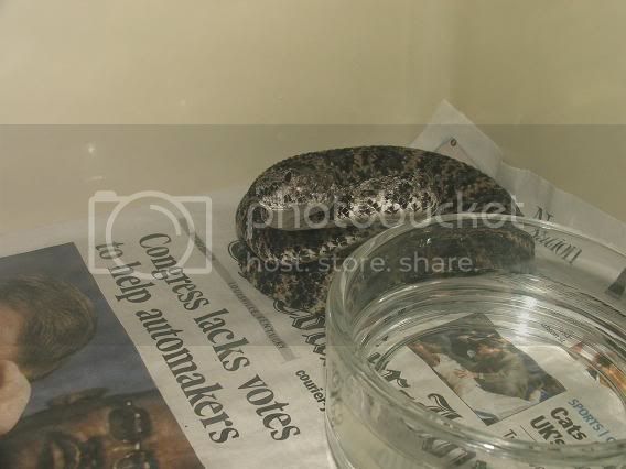 crestedsforsale1193.jpg