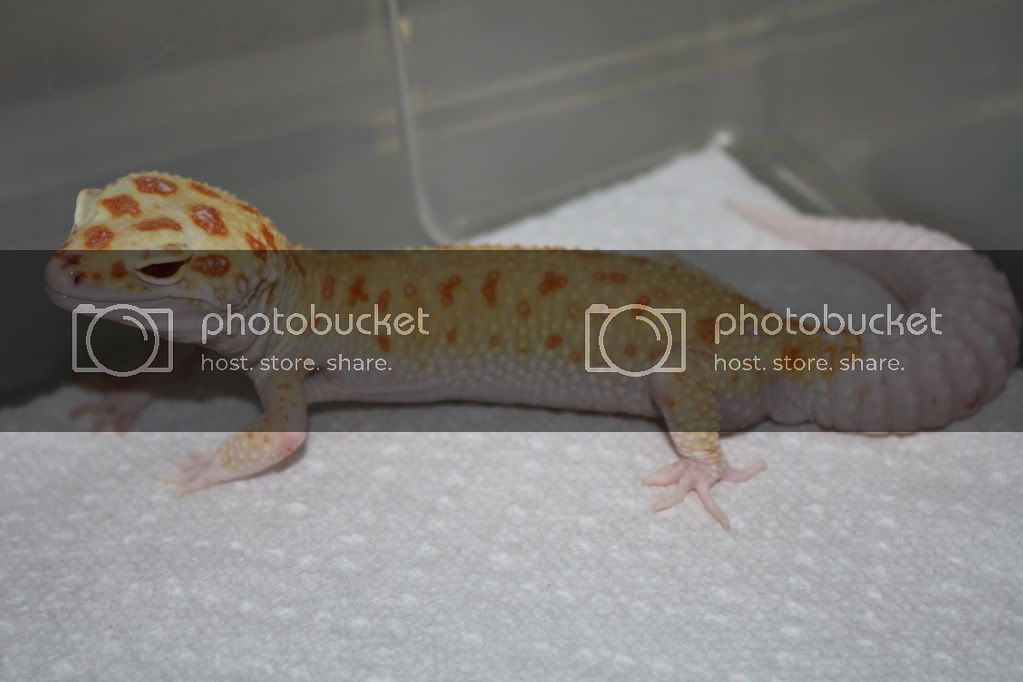 Geckos063.jpg
