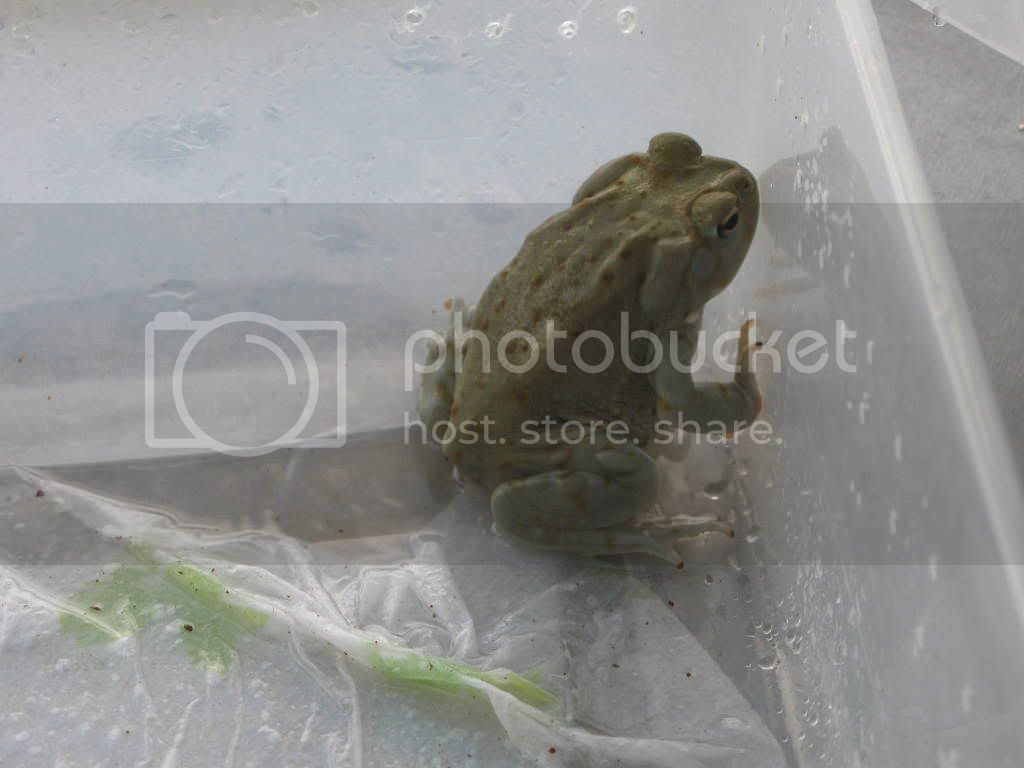 Bufo001.jpg