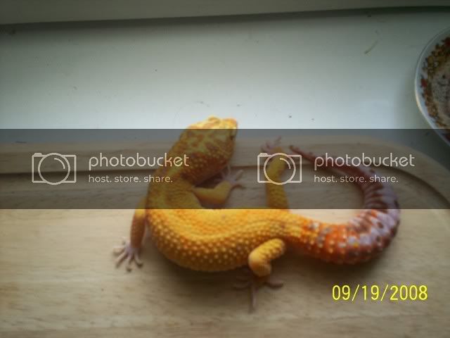 geckos002.jpg