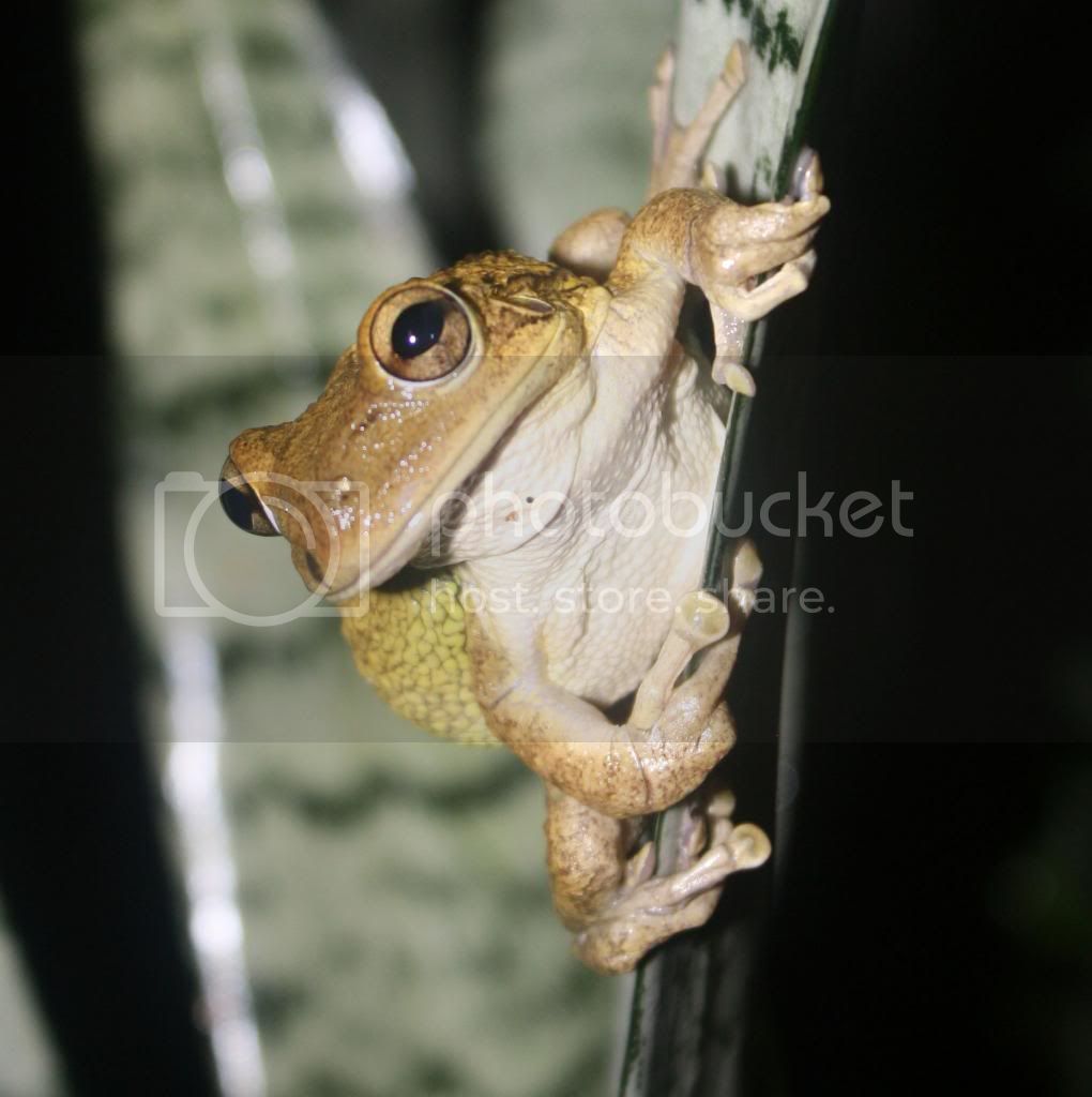 frog2_zps1d573830.jpg