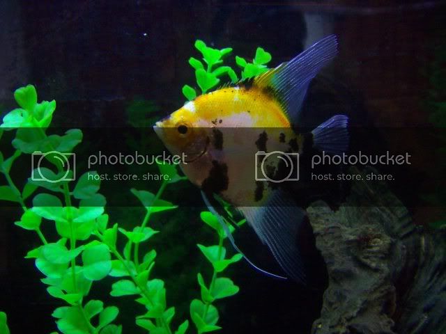 mypictures010.jpg