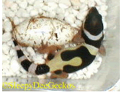 02gidy09small.gif