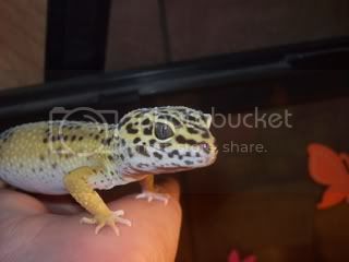 geckos4037.jpg