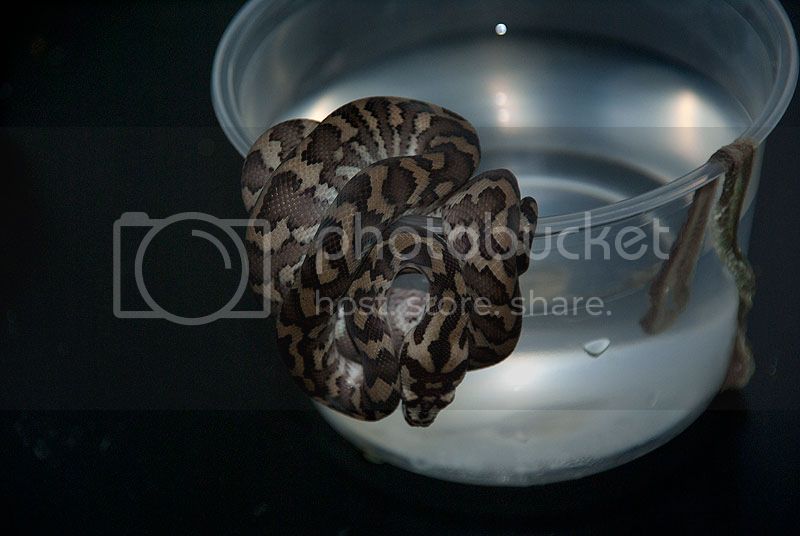 2012-Hatchling-2-2nd-shed072712.jpg