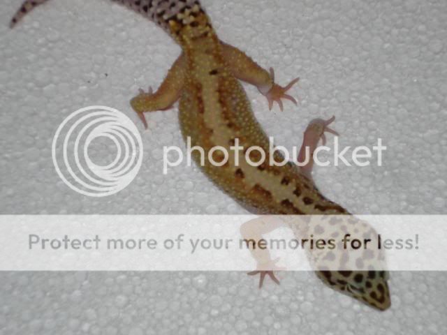 vincentduimenfotosgroepen021.jpg