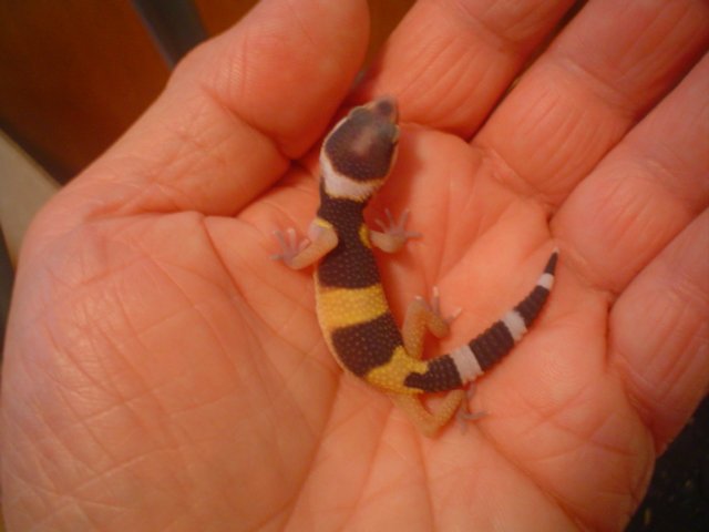 geckobabyk1h1b2p2.jpg
