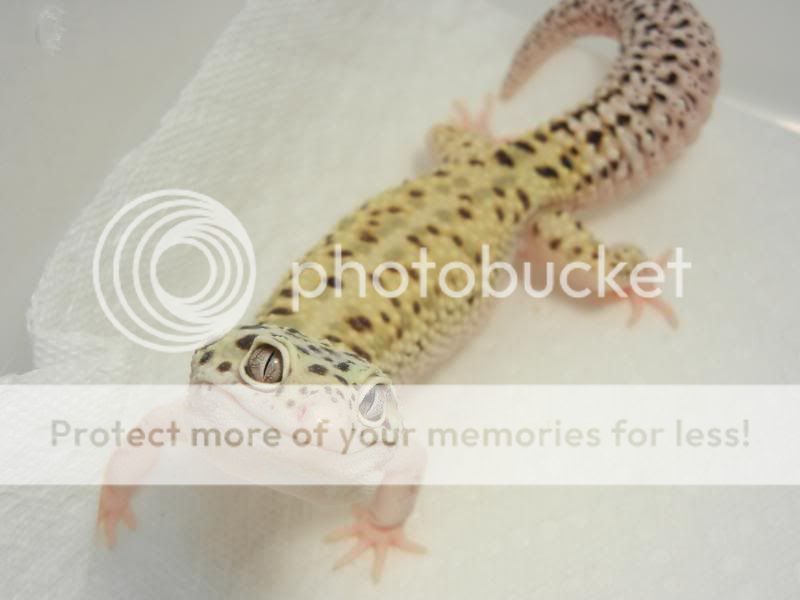 GeckosAugust2011011.jpg