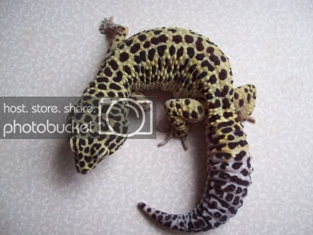 gex035.jpg