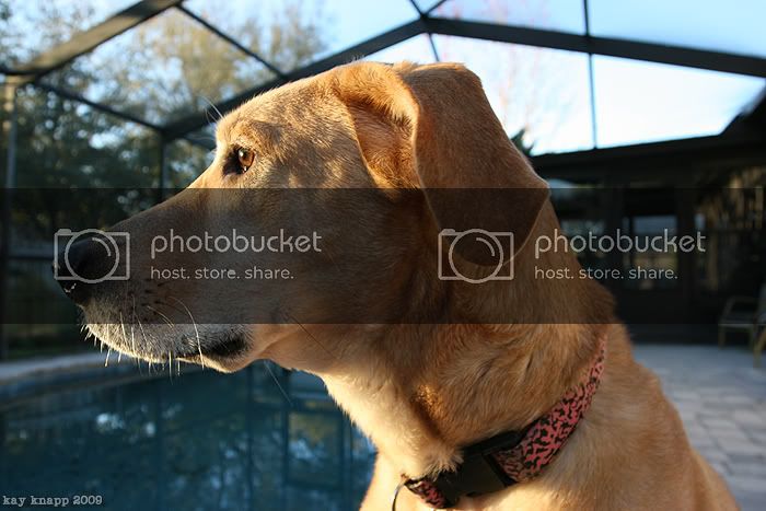 dogzfeb6.jpg