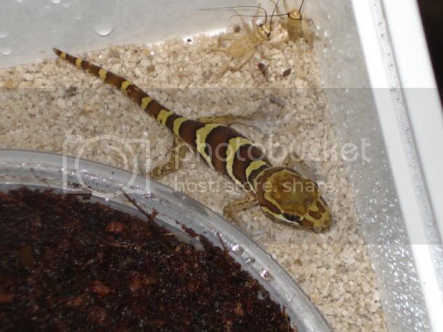 geckoniaenparoedura048.jpg