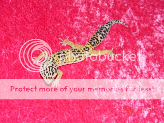 geckos054.jpg
