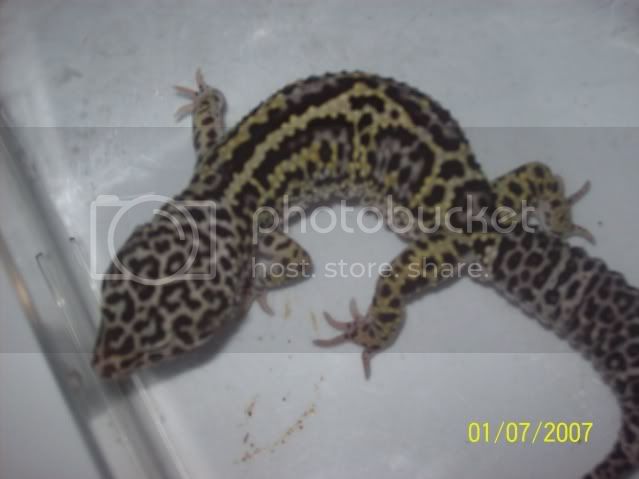 morepics009.jpg