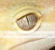 albino-patterless.jpg