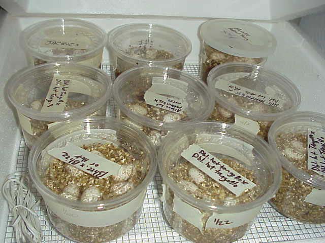 7insideincubator.jpg