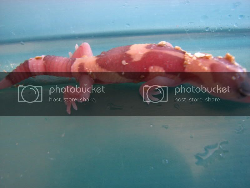hatchlingandfatty011.jpg