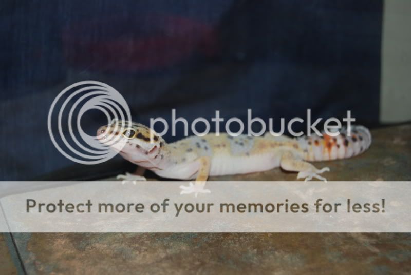 10-20-081stgecko007.jpg