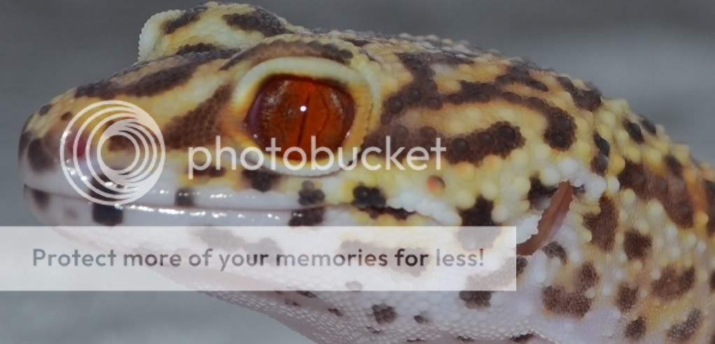 redeyeupclose.jpg