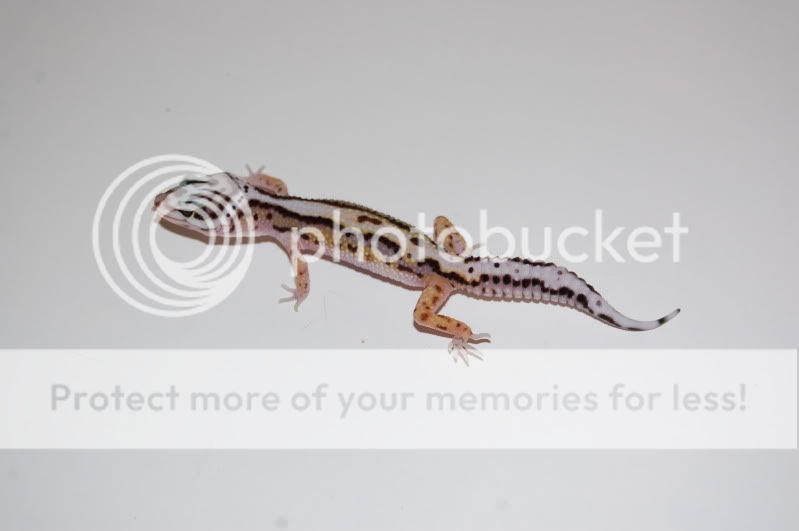 DSC_0695.jpg