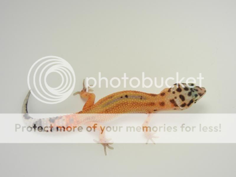 GeckosMay2011021.jpg