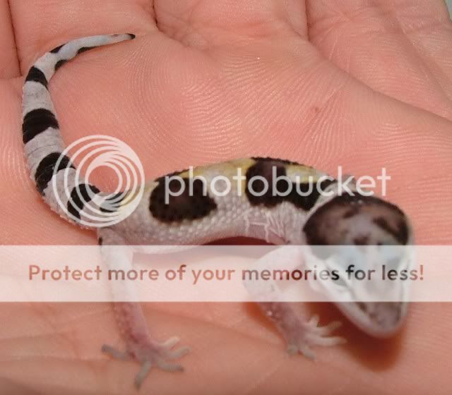 GeckoHatchlings07126.jpg