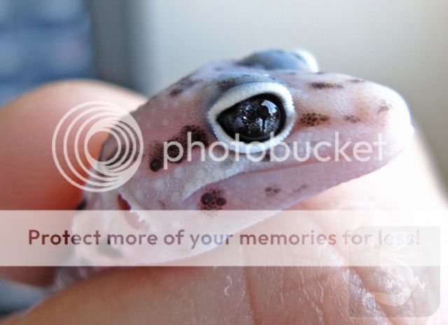 macksnow_marbleeye2_pb.jpg