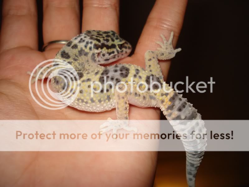 gecko877.jpg