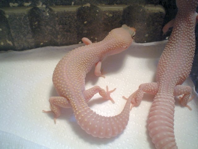 geckobbfemale2.jpg