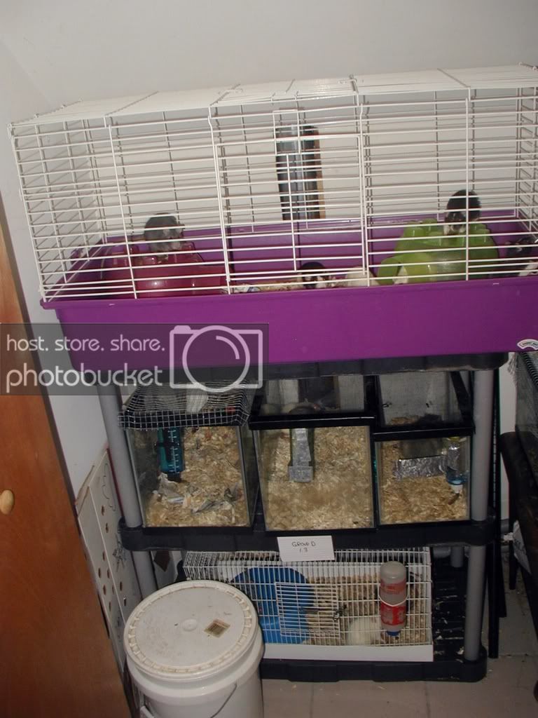 rats.jpg