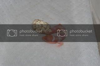 egghatch009.jpg