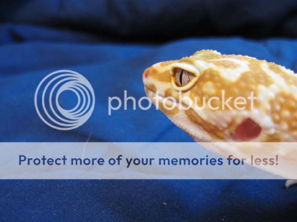 Leopardgeckos222.jpg