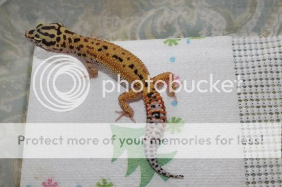 IMG_0471_zps412cbe48-1_zpsc05765d4.jpg