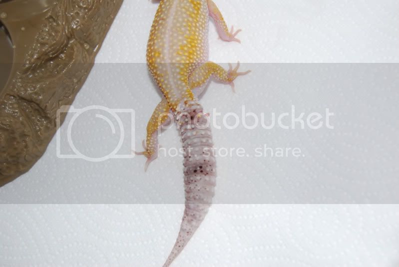 gingertail1.jpg