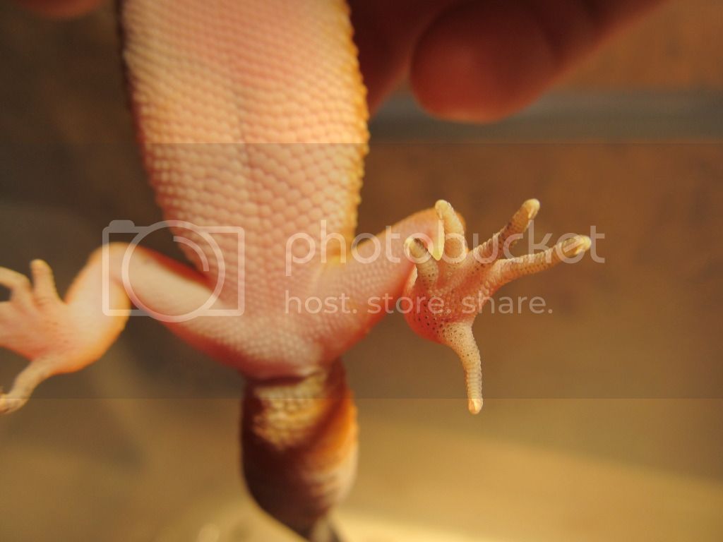 leopardgecko015.jpg