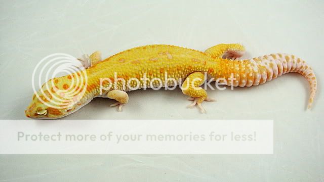 RaptorMale.jpg