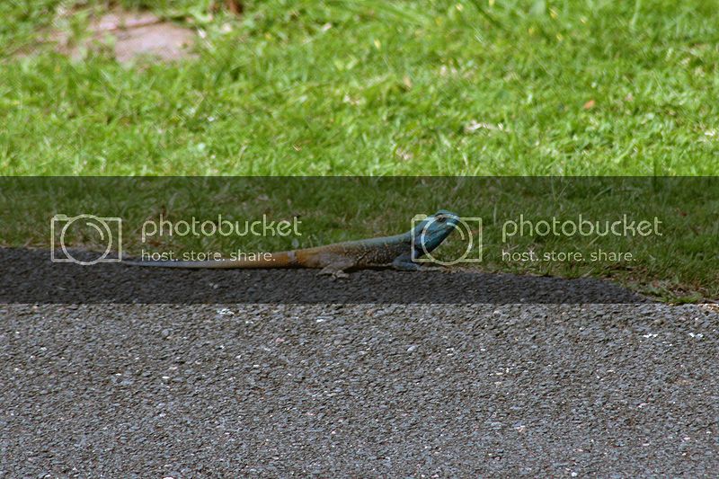 agama-001.jpg