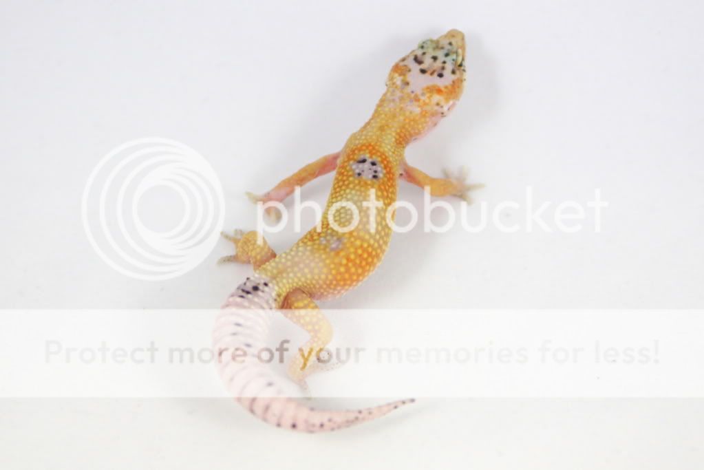 CreamsicleEnigma26g.jpg