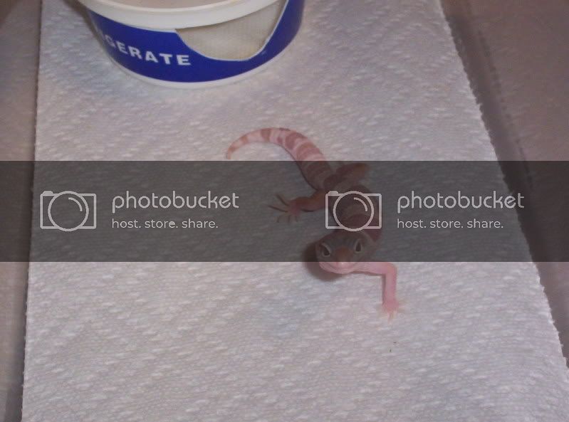 BabyGeckos018.jpg