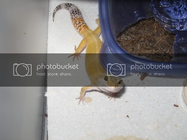 Geckos003.jpg