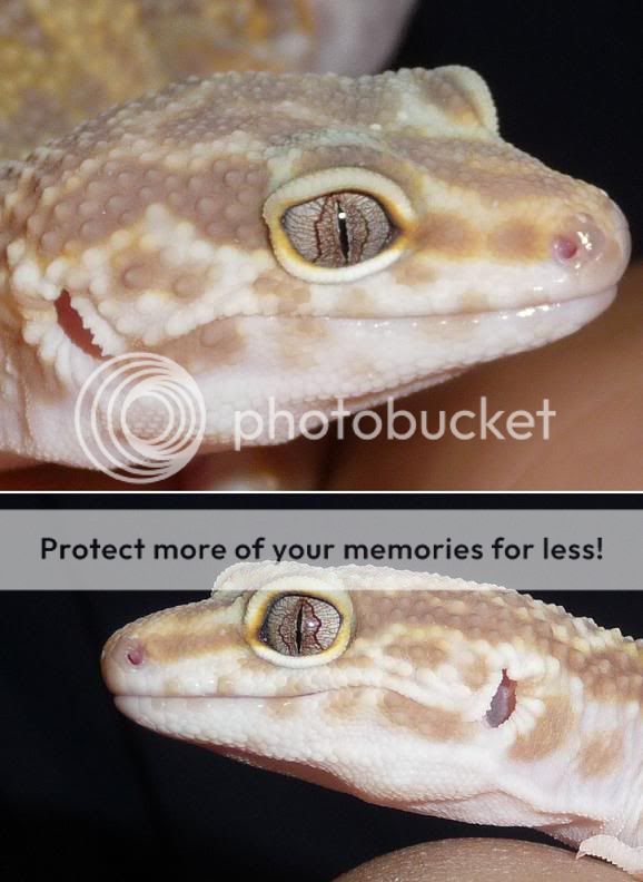 Eyes.jpg