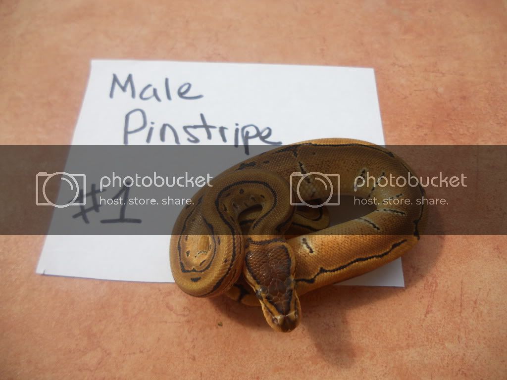 DSCN1637.jpg