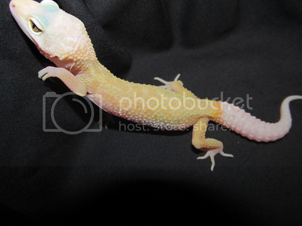 leopardgecko002.jpg